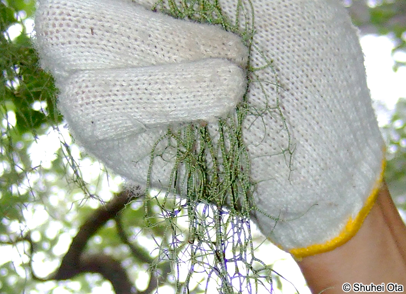 ヨコワサルオガセ Usnea diffracta